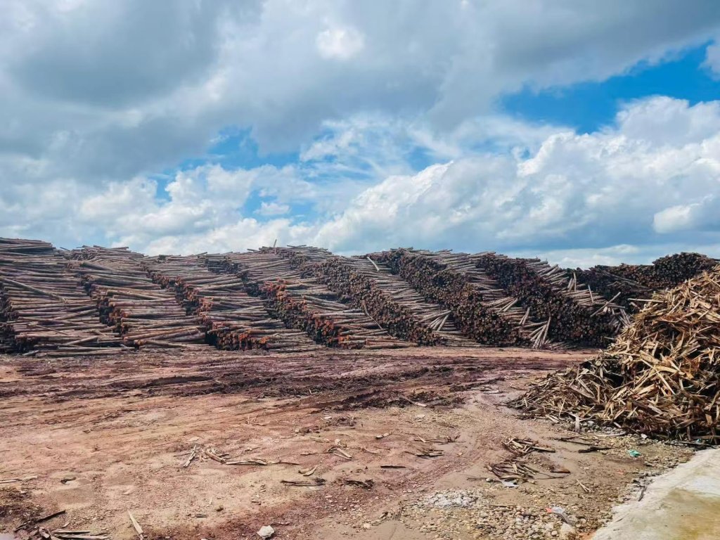 Raw material stock at Timber Plantations Chipmill Afa
