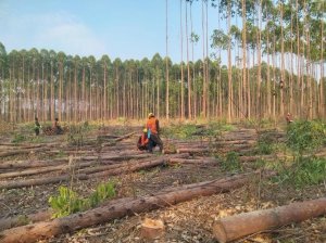 Timber harvesting operations in Laos