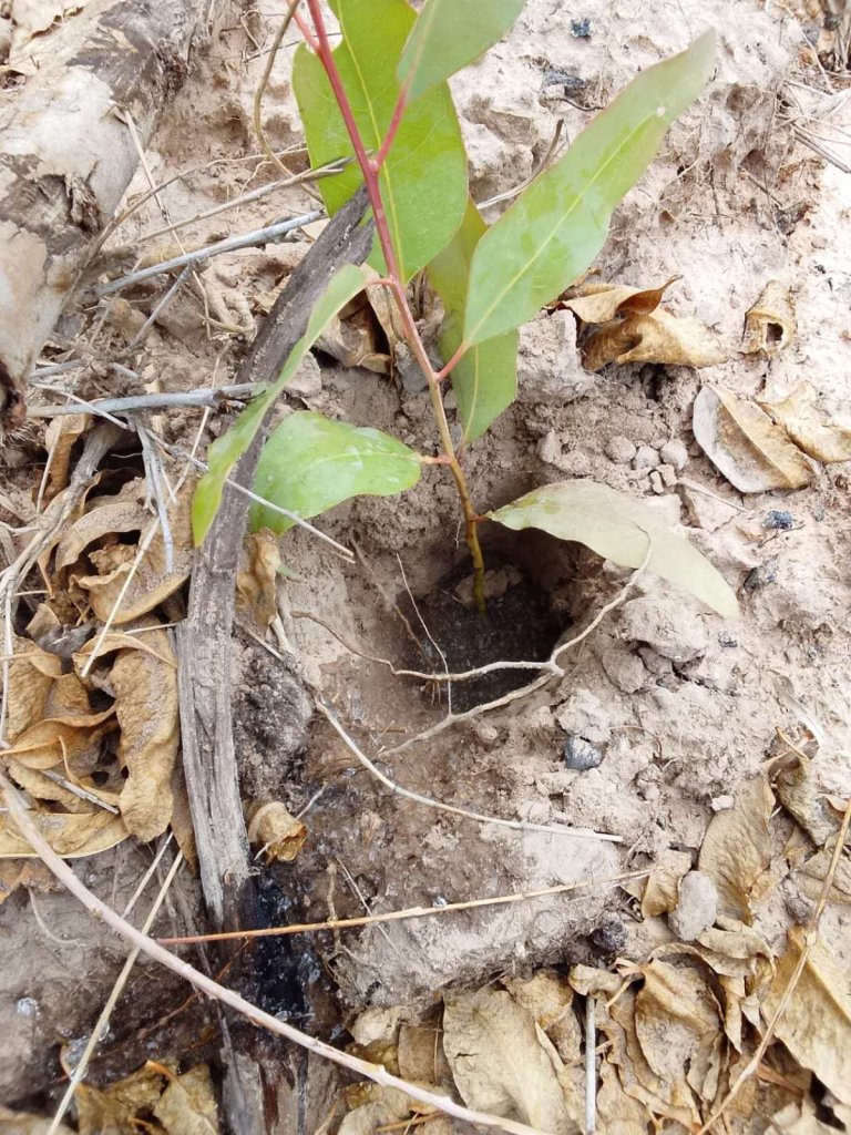 Young eucalyptus seedling planted during plantation establishment.