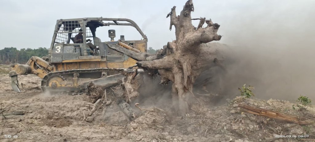 Bulldozer removing tree roots and woody material during land preparation.