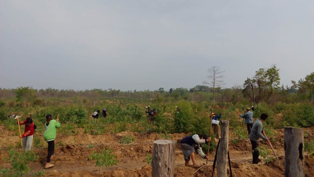 Field workers carrying out silvicultural work among young eucalyptus trees.